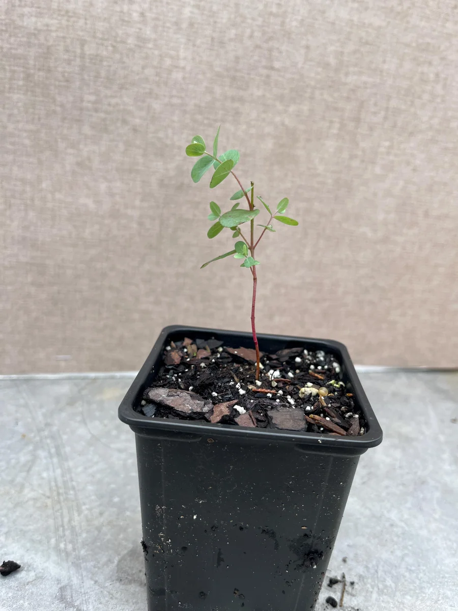 Eucalyptus Live Plant - Aromatic Spa Plant, Garden & Indoor Varieties, 3-6 inch Pot - Image 9