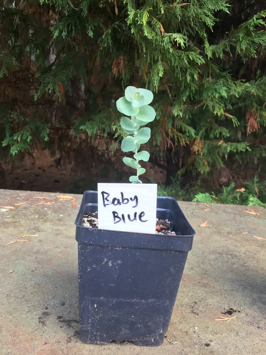 Eucalyptus Live Plant - Aromatic Spa Plant, Garden & Indoor Varieties, 3-6 inch Pot - Image 1