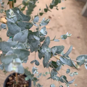 Eucalyptus 'Moon Lagoon' Live Plant – Ornamental Evergreen – 6" Pot - Image 1