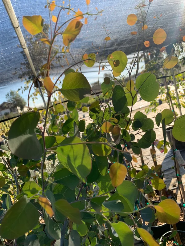 Eucalyptus Polyanthemos Live Plant – 3 to 4 Feet Tall – Ship in 3 Gallon Pot – Outdoor Tree - Image 2