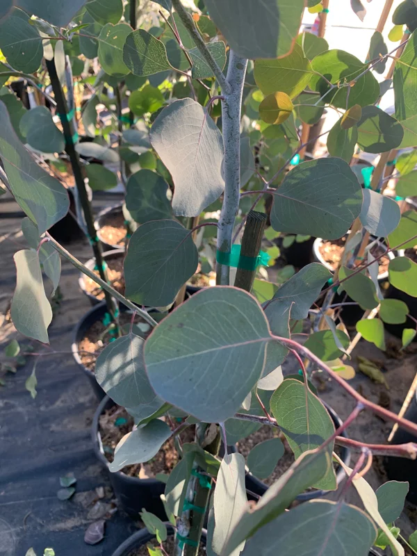 Eucalyptus Polyanthemos Live Plant – 3 to 4 Feet Tall – Ship in 3 Gallon Pot – Outdoor Tree - Image 3