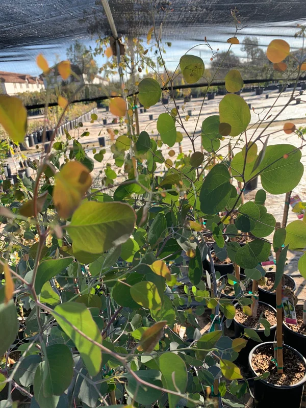 Eucalyptus Polyanthemos Live Plant – 3 to 4 Feet Tall – Ship in 3 Gallon Pot – Outdoor Tree - Image 1