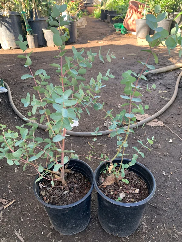 Eucalyptus Silver Drop Live Plant – 1 Foot Tall – Ship in 6 inch pot – Outdoor Foliage - Image 2