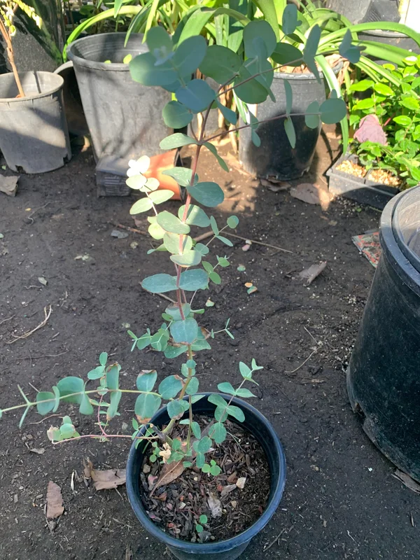 Eucalyptus Silver Drop Live Plant – 1 Foot Tall – Ship in 6 inch pot – Outdoor Foliage - Image 1