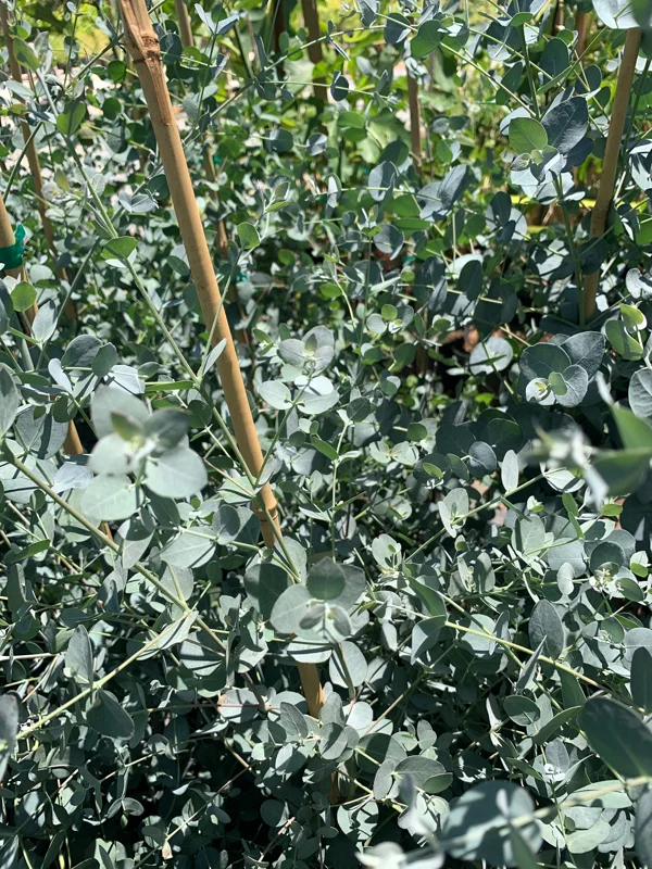 Eucalyptus Silver Drop Live Plant – 1 to 2 Feet Tall, 3 Gallon Pot - Image 2