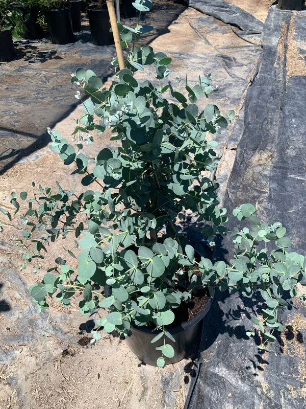 Eucalyptus Silver Drop Live Plant – 1 to 2 Feet Tall, 3 Gallon Pot - Image 3