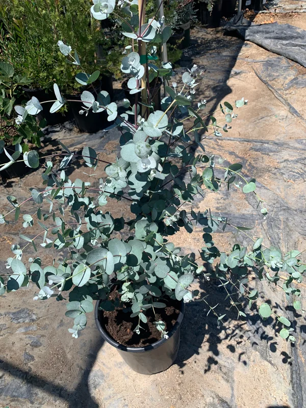 Eucalyptus Silver Drop Live Plant – 1 to 2 Feet Tall, 3 Gallon Pot - Image 4