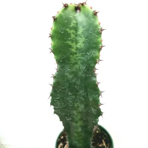 Euphorbia acrurensis 'Desert Candle' Live Plant – Unique Cactus Succulent - Image 2