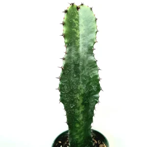 Euphorbia acrurensis 'Desert Candle' Live Plant – Unique Cactus Succulent - Image 1
