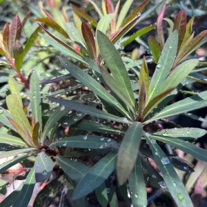 Euphorbia Blackbird Live Plant – 1ft Tall – Potted Shrub for Full Sun - Image 1