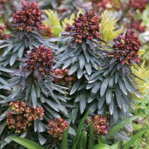 Euphorbia Blackbird Live Plant, 6 inch Pot, Perennial Spurge, Outdoor - Image 1