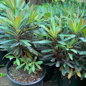 Euphorbia Blackbird Live Plant, 6 inch Pot, Perennial Spurge, Outdoor - Image 3