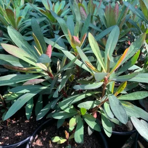 Euphorbia Blackbird Live Plant, 6 inch Pot, Perennial Spurge, Outdoor - Image 4