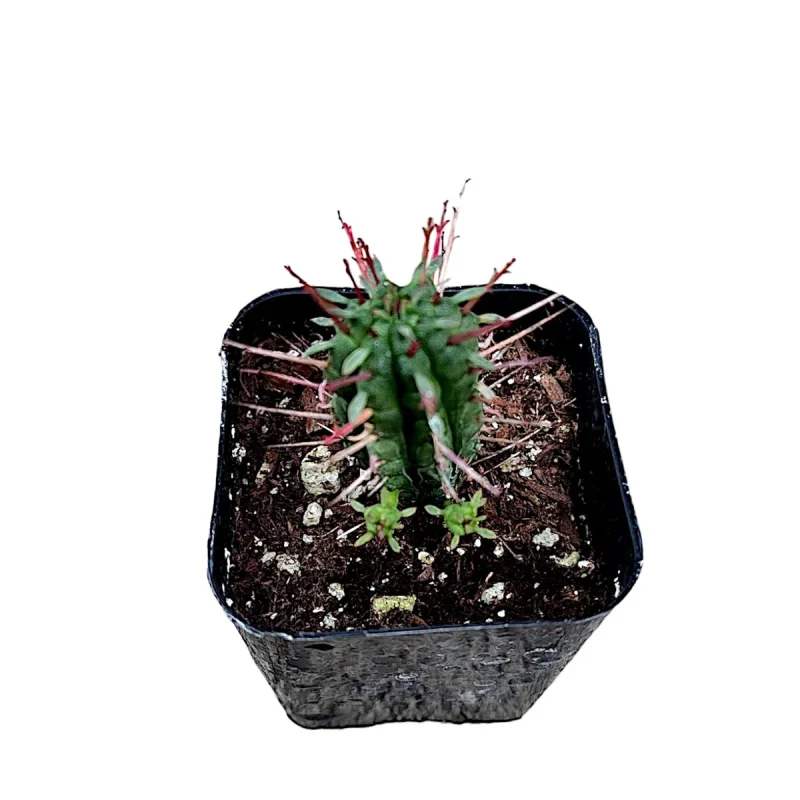 flapjack succulents Kalanchoe Thyrsiflora Flapjack main image 1