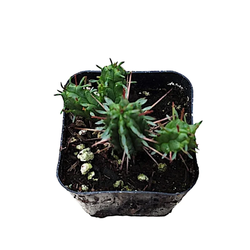 Euphorbia Ferox Cactus - Spiny Succulent for Xeriscape Gardens