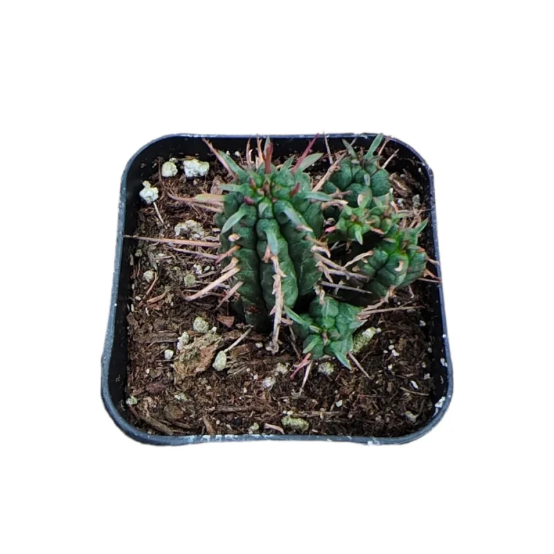 indoor plant pots modern Franklin 12 Ceramic Self Watering Pot Cobalt