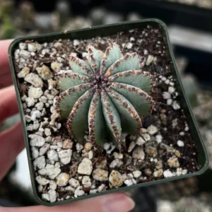 Euphorbia Horrida Boiss Live Plant – Rare Succulent in 3