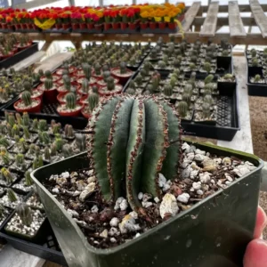 Euphorbia Horrida Boiss Live Plant – Rare Succulent in 3