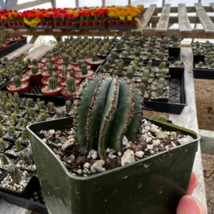 Euphorbia Horrida Boiss Live Plant – Rare Succulent in 3