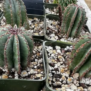 Euphorbia Horrida Boiss Live Plant – Rare Succulent in 3