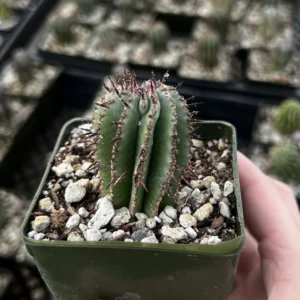 Euphorbia Horrida Boiss Live Plant – Rare Succulent in 3