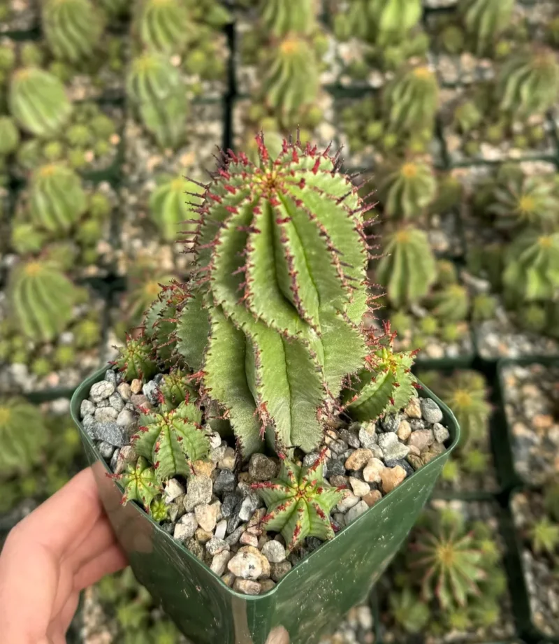 Euphorbia Horrida Boiss Succulent - Live Plant in 4" or 6" Pot