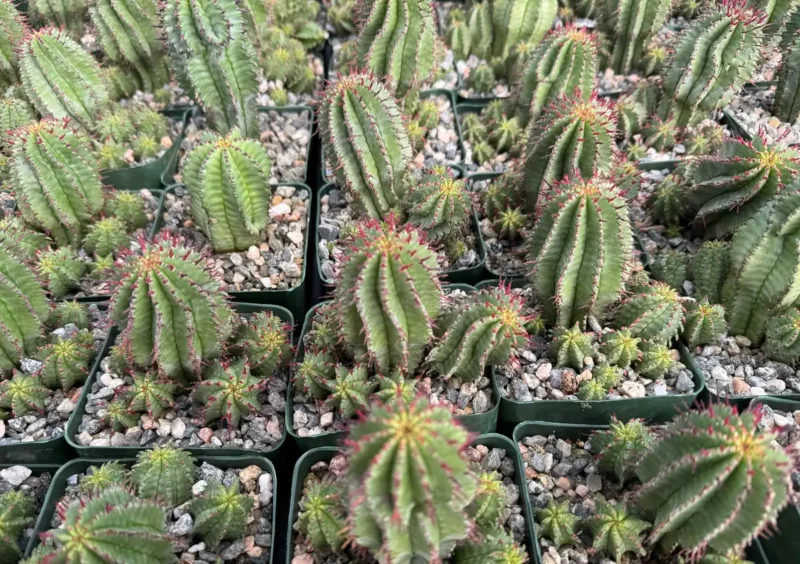 Euphorbia Horrida Boiss Succulent - Live Plant in 4" or 6" Pot