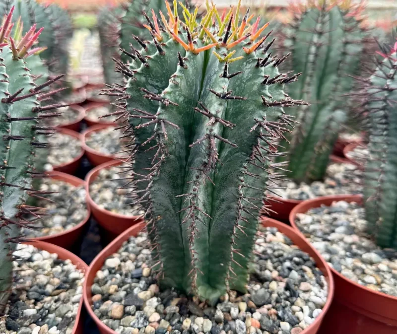 Euphorbia Horrida Boiss Succulent - Live Plant in 4" or 6" Pot