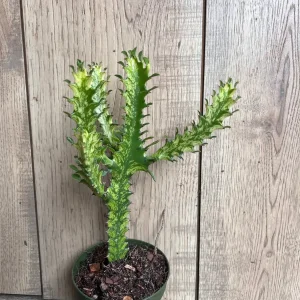 Euphorbia Lactea Variegated Dragon Bone Live Plant – 4" Pot Succulent - Image 2