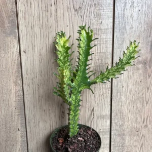 Euphorbia Lactea Variegated Dragon Bone Live Plant – 4
