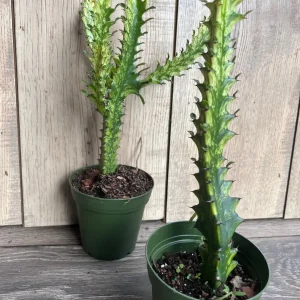 Euphorbia Lactea Variegated Dragon Bone Live Plant – 4