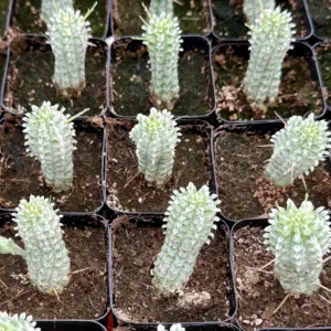 Euphorbia Mammillaris Variegated Succulent Live Plant - Rare Pink Corn Cob in 2-4 inch Pot - Image 10