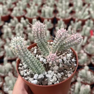 Euphorbia Mammillaris Variegated Succulent Live Plant - Rare Pink Corn Cob in 2-4 inch Pot - Image 4