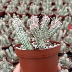 Euphorbia Mammillaris Variegated Succulent Live Plant - Rare Pink Corn Cob in 2-4 inch Pot - Image 5