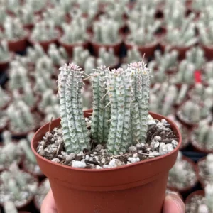 Euphorbia Mammillaris Variegated Succulent Live Plant - Rare Pink Corn Cob in 2-4 inch Pot - Image 6