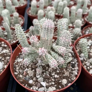 Euphorbia Mammillaris Variegated Succulent Live Plant - Rare Pink Corn Cob in 2-4 inch Pot - Image 8
