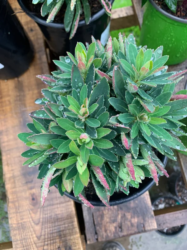 Euphorbia Martini 'Tiny Tim' Live Plant - 6 inch Pot - Outdoor Perennial - Image 3