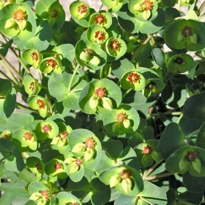 Euphorbia Martini 'Tiny Tim' Live Plant - 6 inch Pot - Outdoor Perennial - Image 4