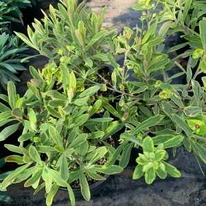 Euphorbia Martinii 'Ascot Rainbow' Live Plant – 1 Gallon Pot – Outdoor Shrub - Image 4