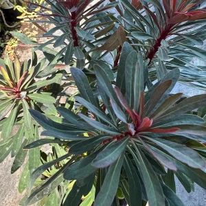 Euphorbia Miner's Merlot Live Plant - 1ft Tall, 1 Gallon Pot, Outdoor Shrub - Image 6