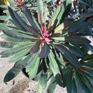 Euphorbia Miner's Merlot Live Plant - 1ft Tall, 1 Gallon Pot, Outdoor Shrub - Image 1