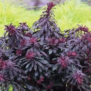 Euphorbia 'Miner's Merlot' Live Plant – Wood Spurge Perennial – Easy Grow, 18-24 in Tall - Image 4