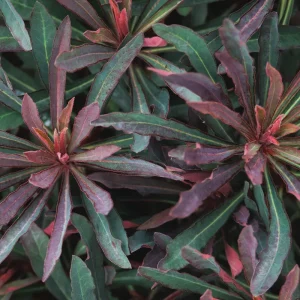 Euphorbia 'Miner's Merlot' Live Plant – Wood Spurge Perennial – Easy Grow, 18-24 in Tall - Image 5