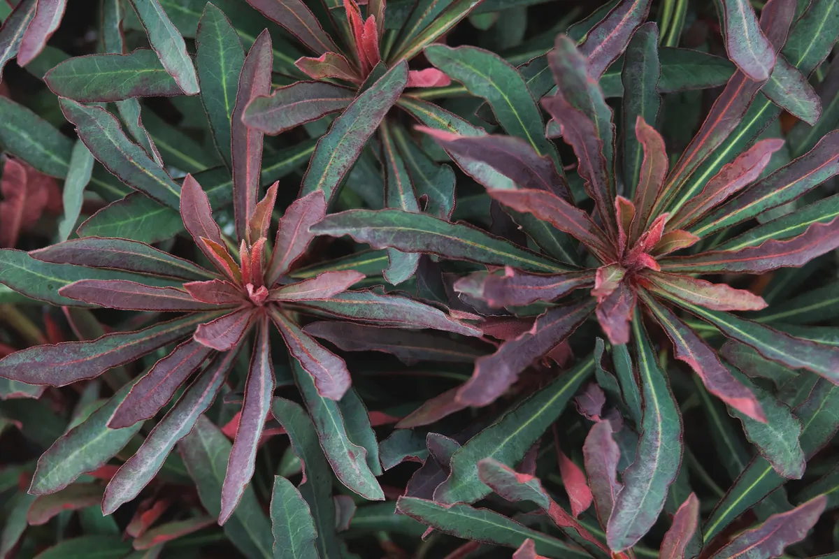Euphorbia 'Miner's Merlot' Live Plant – Wood Spurge Perennial – Easy Grow, 18-24 in Tall - Image 5
