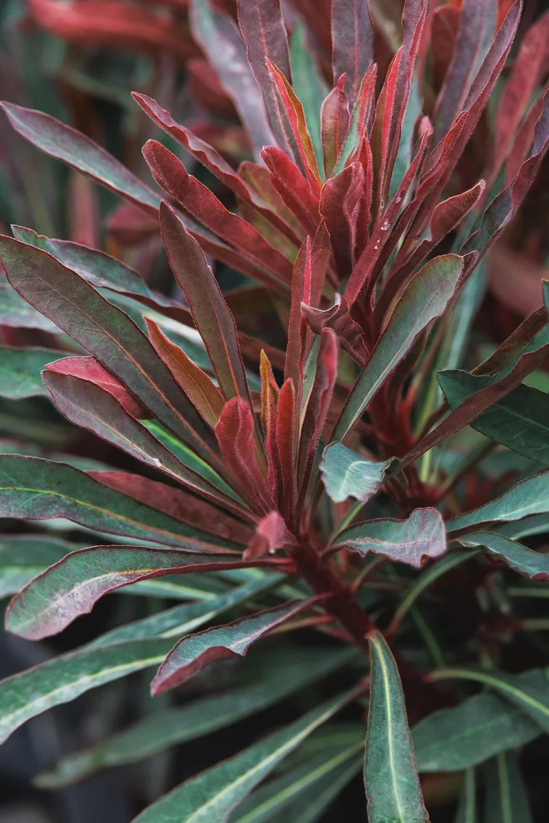 Euphorbia 'Miner's Merlot' Live Plant – Wood Spurge Perennial – Easy Grow, 18-24 in Tall - Image 6