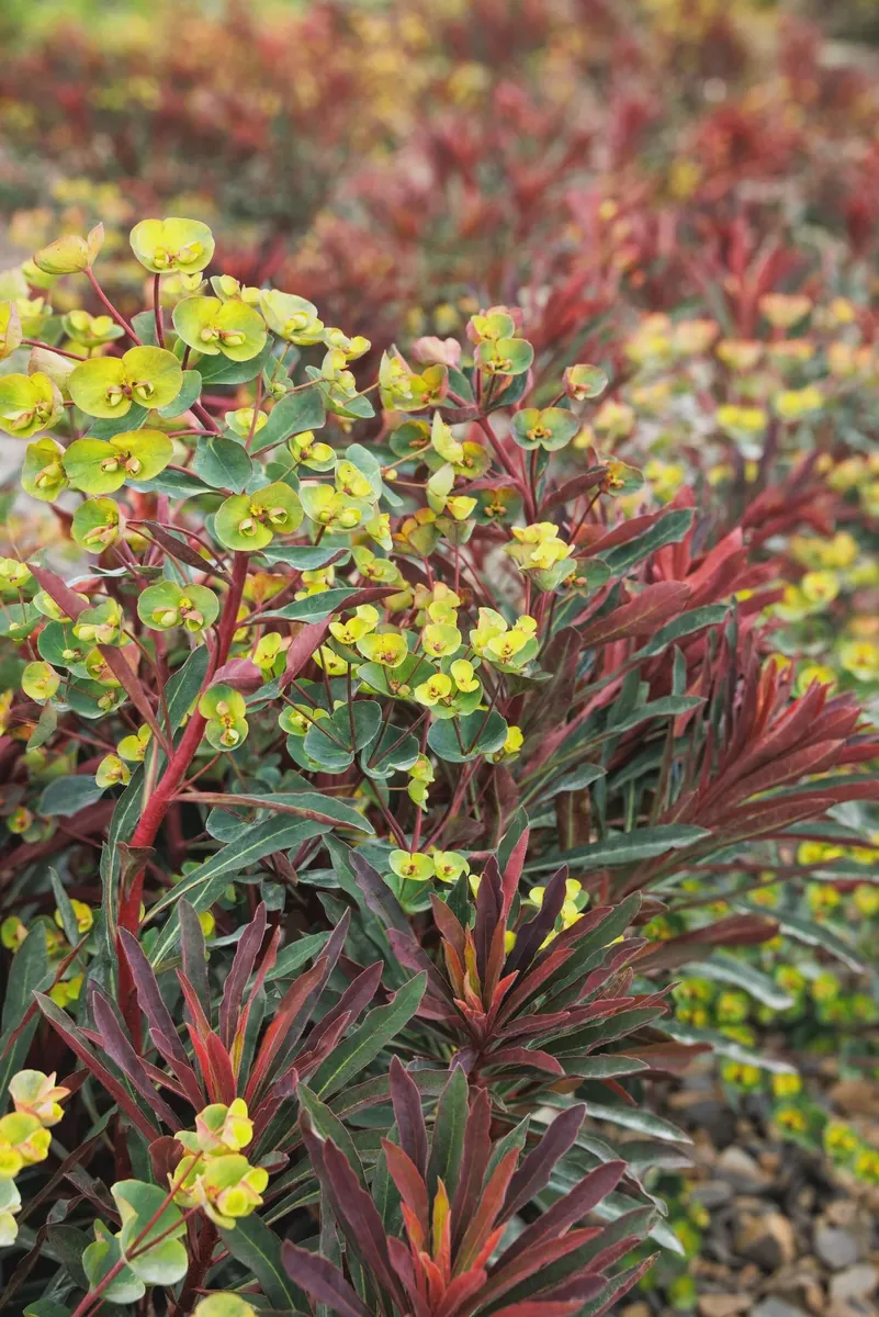 Euphorbia 'Miner's Merlot' Live Plant – Wood Spurge Perennial – Easy Grow, 18-24 in Tall - Image 7