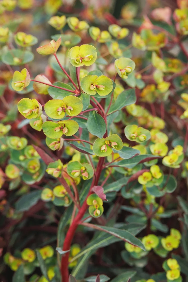 Euphorbia 'Miner's Merlot' Live Plant – Wood Spurge Perennial – Easy Grow, 18-24 in Tall - Image 8