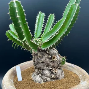 Euphorbia Mlanjeana Live Plant – Rare Succulent – Unique Caudex Plant – Bare Root - Image 2