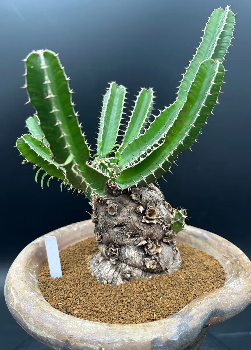 Euphorbia Mlanjeana Live Plant – Rare Succulent – Unique Caudex Plant – Bare Root - Image 2