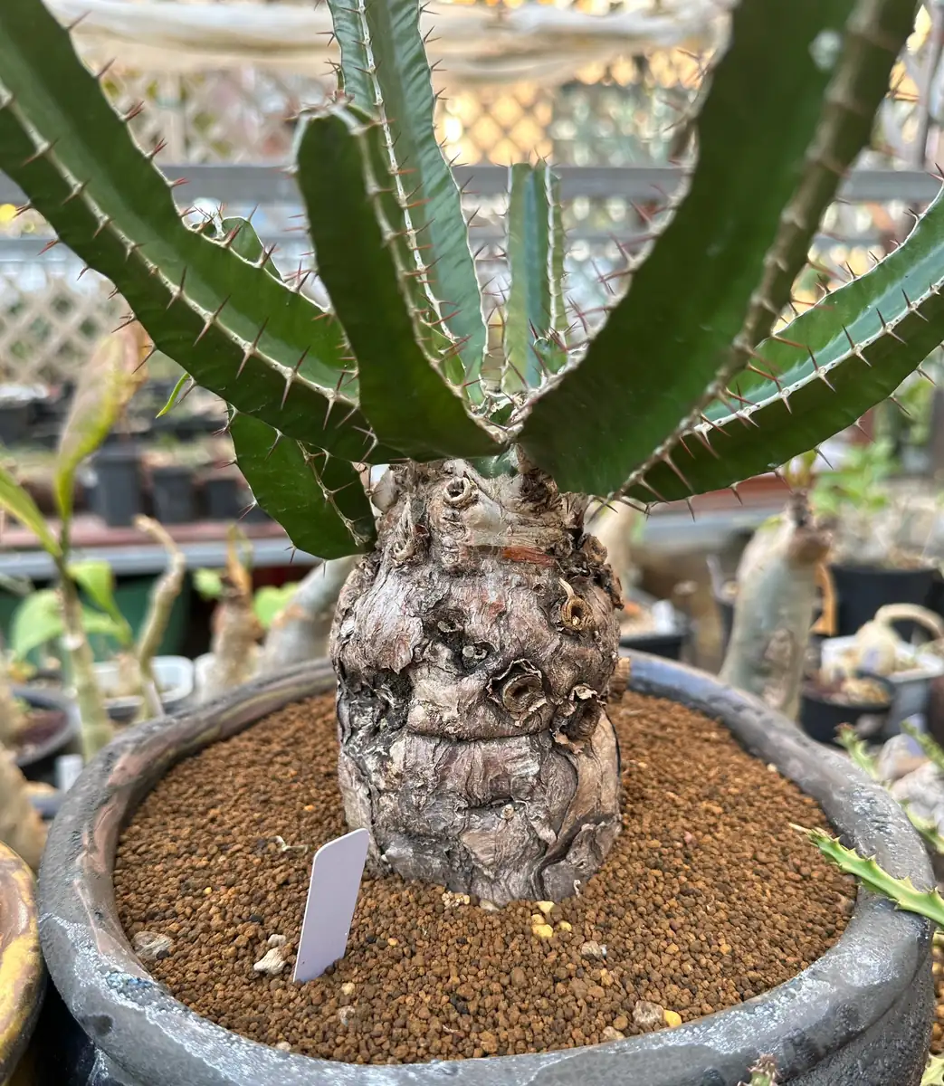 Euphorbia Mlanjeana Live Plant – Rare Succulent – Unique Caudex Plant – Bare Root - Image 3
